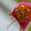 IMG 5530-1-2