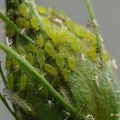 IMG 5566-1-2