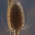 IMG 1099-1
