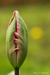 IMG 5088-1-2