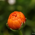 IMG 5646-1-2