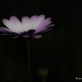 IMG 8731-1