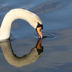 Wasservoegel