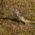 IMG 2417-2
